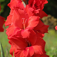 Гладиолус крупноцветковый Евровижн