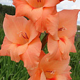Гладиолус крупноцветковый Питер Пирс