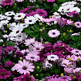 Остеоспермум Смесь окрасок