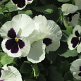 Виола крупноцветковая Инспайер Плюс Вайт Блотч