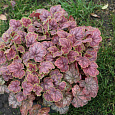 Гейхера гибридная Гоген