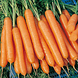 Морковь Император