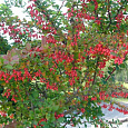 Барбарис оттавский Indian Summer