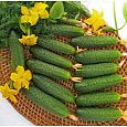 Огурец гибридный F1 Марьина роща