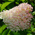 Гортензия древовидная Грандифлора Гортензия древовидная Грандифлора