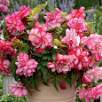 Бегония ампельная Пинк