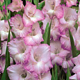 Гладиолус гибридный Beauty of Holland
