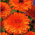 Календула махровая Индиан принц
