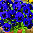 Виола крупноцветковая Маммот Блу-ти-фул