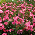 Роза Почвопокровная Mirato