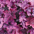 Гейхера Spellbound
