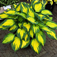 Хоста Гибридная Forbidden fruit Хоста Гибридная Forbidden fruit