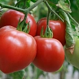 Томат Сердолик