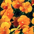 Виола крупноцветковая Матрикс Дип Оранж