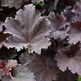 Гейхера гибридная Бинош