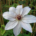 Клематис (Ломонос) гибридный Matka Teresa Клематис (Ломонос) гибридный Matka Teresa