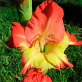 Гладиолус крупноцветковый Денди