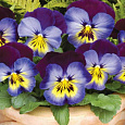 Виола крупноцветковая Матрикс Миднайт Глоу