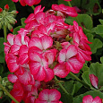 Пеларгония зональная Пинто Роуз