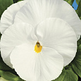 Виола крупноцветковая Дельта Пьюр Вайт