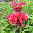 Монарда гибридная Гадэнвью Скарлет Монарда гибридная Гадэнвью Скарлет