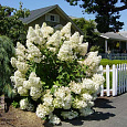 Гортензия метельчатая Сильвер Доллар