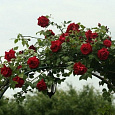 Роза плетистая Энна Хакнес Клайминг