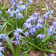 Сцилла (Пролеска) Siberica