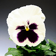 Виола крупноцветковая Колоссус Вайт виз Блотч