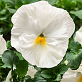 Виола крупноцветковая Колоссус Вайт