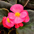 Бегония вечноцветущая бронзоволистная Найтлайф Дип Роуз