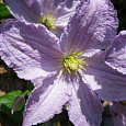 Клематис крупноцветковый Блекитни Аниол Клематис крупноцветковый Блекитни Аниол