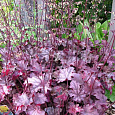 Гейхера гибридная Кан Кан Гейхера гибридная Кан Кан