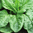 Шпинат Крепыш