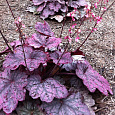 Гейхера гибридная Миднайт Байу Гейхера гибридная Миднайт Байу