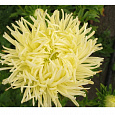 Астра коготковая Желтая