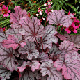 Гейхера Sugar Berry