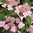 Гортензия пильчатая Rosalba