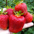 Земляника садовая Джоли Земляника садовая Джоли