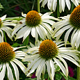 Рудбекия пурпурная Белая лебедь Рудбекия пурпурная Белая лебедь