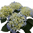 Гортензия крупнолистовая Кокин Блю Гортензия крупнолистовая Кокин Блю