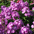 Флокс метельчатый Лаура