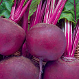 Свёкла столовая Бордовая звезда