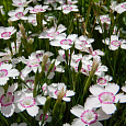 Гвоздика травянка Confetti White