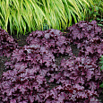 Гейхера Гибридная Midnight ruffles Гейхера Гибридная Midnight ruffles