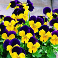Виола (Фиалка) гибридная Jumping Johnny