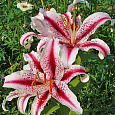 Лилия восточная Диззи
