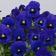 Виола ампельная Вондерфол Блю Виз Блотч