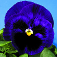 Виола крупноцветковая Инспайер Плюс Блю Блотч