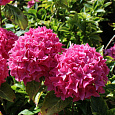 Гортензия крупнолистовая Товелит Гортензия крупнолистовая Товелит